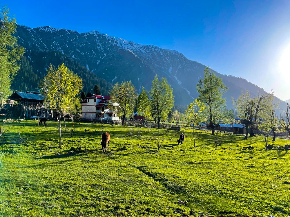 Breathtaking view of snowcapped mountains in Gulmarg, Kashmir, showcasing lush green fields and clear blue skies.